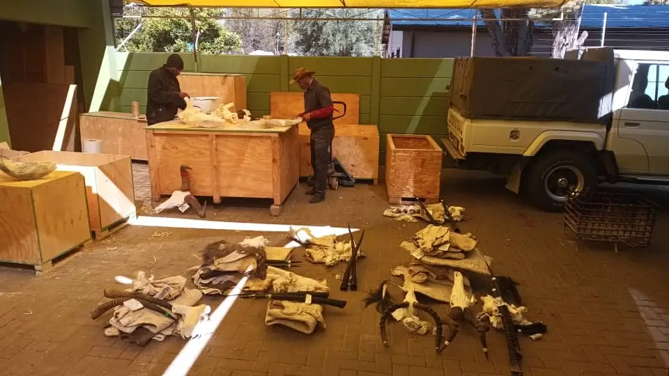 Jagdtrophäen Versand aus Afrika